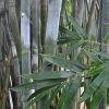 Silk Bamboo - Bambusa Textilis 'Glabra' - 2 Gallon Pot