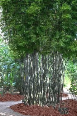 Silk Bamboo - Bambusa Textilis 'Glabra' - 2 Gallon Pot -Shrub Plant Shop Bamboo Silk 5