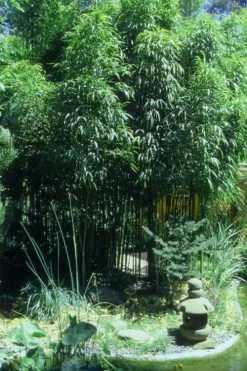 Golden Square Stem Bamboo (Chimonobambusa Quadrangularis 'Suow') - 5 Gallon Pot -Shrub Plant Shop Bamboo Square 4 1