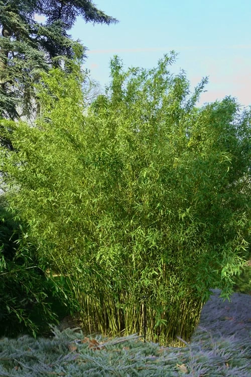 Stone Bamboo - Phyllostachys Angusta - 3 Gallon Pot (3-4') 1 Stone Bamboo - Phyllostachys Angusta - 3 Gallon Pot (3-4')
