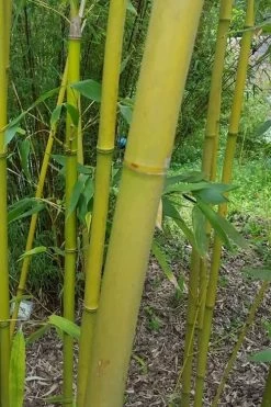 Stone Bamboo - Phyllostachys Angusta - 3 Gallon Pot (3-4') 9 Stone Bamboo - Phyllostachys Angusta - 3 Gallon Pot (3-4') -Shrub Plant Shop Bamboo Stone 2