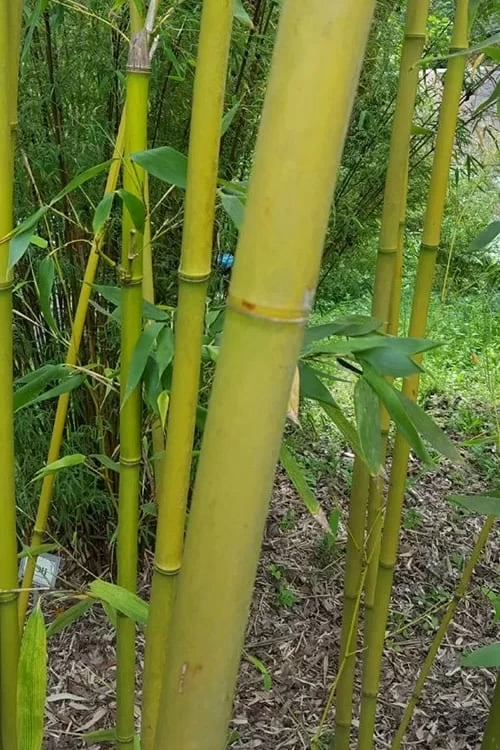 Stone Bamboo - Phyllostachys Angusta - 3 Gallon Pot (3-4') 4 Stone Bamboo - Phyllostachys Angusta - 3 Gallon Pot (3-4') - Image 4