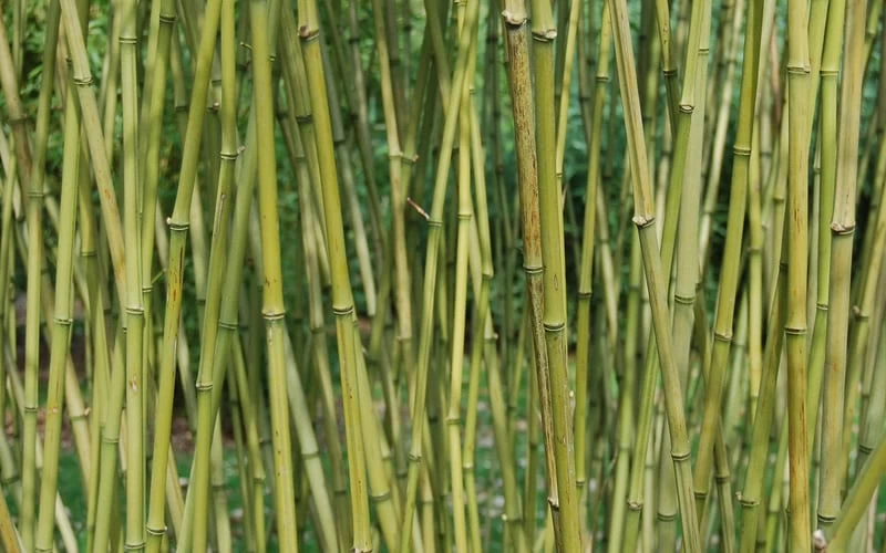 Stone Bamboo - Phyllostachys Angusta - 3 Gallon Pot (3-4') 6 Stone Bamboo - Phyllostachys Angusta - 3 Gallon Pot (3-4') - Image 6