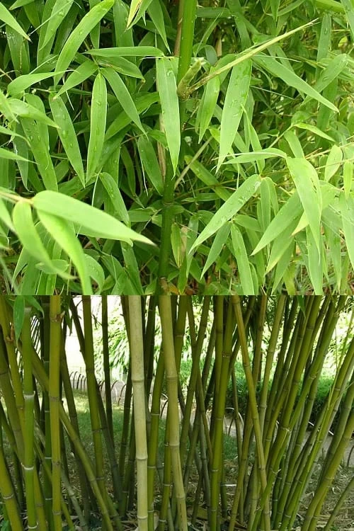 Stone Bamboo - Phyllostachys Angusta - 3 Gallon Pot (3-4') 5 Stone Bamboo - Phyllostachys Angusta - 3 Gallon Pot (3-4') - Image 5