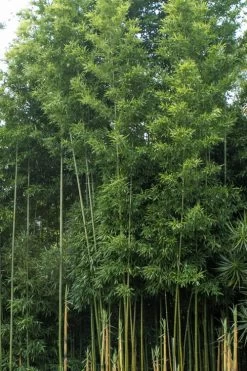 Temple Bamboo (Semiarundinaria Fastuosa) - 3 Gallon Pot (2-4') -Shrub Plant Shop Bamboo Temple 20