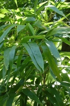 Temple Bamboo (Semiarundinaria Fastuosa) - 3 Gallon Pot (2-4') -Shrub Plant Shop Bamboo Temple 6