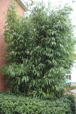 Temple Bamboo (Semiarundinaria Fastuosa) - 3 Gallon Pot (2-4') -Shrub Plant Shop Bamboo Temple 9