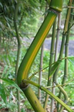 Yellow Groove Bamboo (Phyllostachys Aureosulcata) - 3 Gallon Pot (4-6'+) -Shrub Plant Shop Bamboo Yellow Groove 11