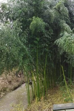 Yellow Groove Bamboo (Phyllostachys Aureosulcata) - 3 Gallon Pot (4-6'+) -Shrub Plant Shop Bamboo Yellow Groove 13