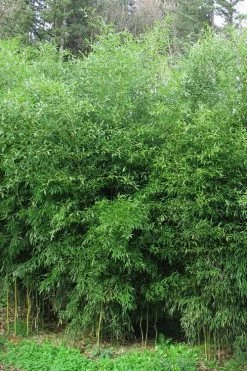 Yellow Groove Bamboo (Phyllostachys Aureosulcata) - 3 Gallon Pot (4-6'+)