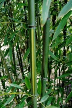 Yellow Groove Bamboo (Phyllostachys Aureosulcata) - 3 Gallon Pot (4-6'+) -Shrub Plant Shop Bamboo Yellow Groove 9
