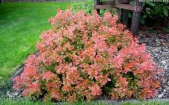 Admiration Barberry - 1 Gallon Pot -Shrub Plant Shop Barberry Admiration 10
