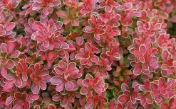 Admiration Barberry - 1 Gallon Pot -Shrub Plant Shop Barberry Admiration 11