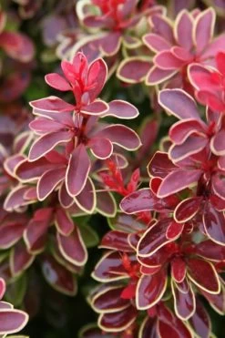 Admiration Barberry - 1 Gallon Pot -Shrub Plant Shop Barberry Admiration 15