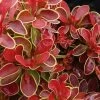 Admiration Barberry - 1 Gallon Pot