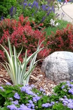 Admiration Barberry - 1 Gallon Pot -Shrub Plant Shop Barberry Admiration 7
