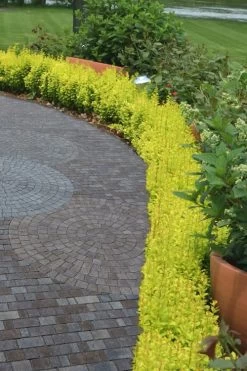 Sunjoy Gold Pillar Barberry - 1 Gallon Pot -Shrub Plant Shop Barberry Sunjoy Gold Pillar 2