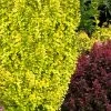 Sunjoy Gold Pillar Barberry - 1 Gallon Pot
