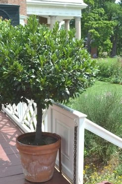 Bay Laurel (Sweet Bay) - Laurus Nobilis - 1 Gallon Pot 15 Bay Laurel (Sweet Bay) - Laurus Nobilis - 1 Gallon Pot -Shrub Plant Shop Bay Laurel 10 1