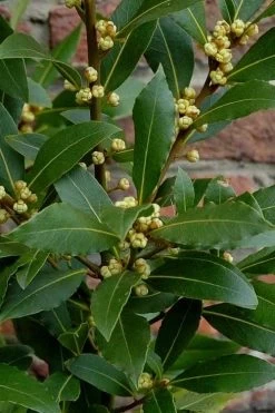 Bay Laurel (Sweet Bay) - Laurus Nobilis - 1 Gallon Pot 14 Bay Laurel (Sweet Bay) - Laurus Nobilis - 1 Gallon Pot -Shrub Plant Shop Bay Laurel 2 1