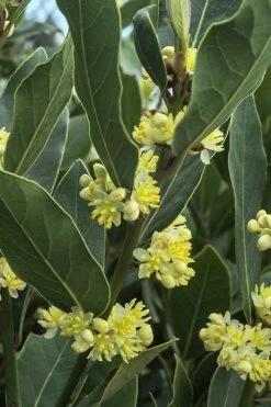 Bay Laurel (Sweet Bay) - Laurus Nobilis - 1 Gallon Pot 11 Bay Laurel (Sweet Bay) - Laurus Nobilis - 1 Gallon Pot -Shrub Plant Shop Bay Laurel 3 1