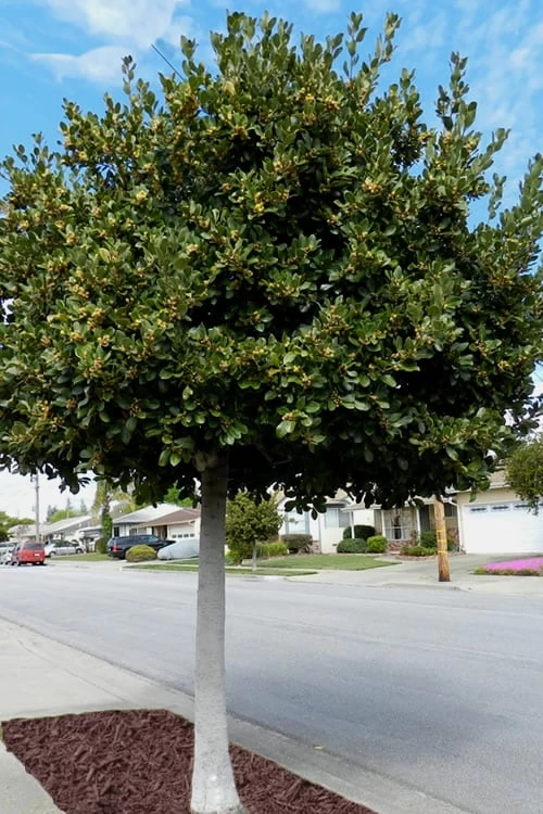 Bay Laurel (Sweet Bay) - Laurus Nobilis - 1 Gallon Pot 5 Bay Laurel (Sweet Bay) - Laurus Nobilis - 1 Gallon Pot - Image 5