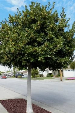 Bay Laurel (Sweet Bay) - Laurus Nobilis - 6 Pack Of 1 Gallon Pots -Shrub Plant Shop Bay Laurel 5