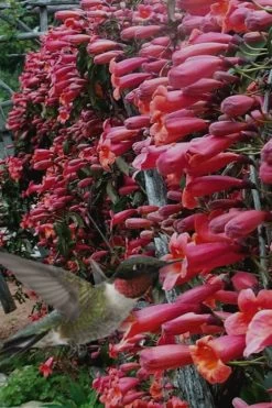 Shalimar Red Crossvine - Bignonia Capreolata - 6 Pack Of 1 Gallon Pots -Shrub Plant Shop Bignonia Shalimar Red 20