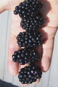 Apache Thornless Blackberry - 3 Gallon Pot