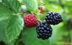 Arapaho Thornless Blackberry - 6 Pack Of 1 Gallon Pots -Shrub Plant Shop Blackberry Arapaho Thornless