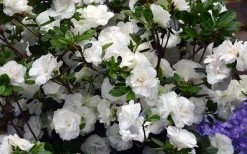 Snowball Bloom 'N Again Azalea - 6 Pack Of 1 Gallon Pots 7 Snowball Bloom 'N Again Azalea - 6 Pack Of 1 Gallon Pots -Shrub Plant Shop Bloom N Again Azalea Snowball 1