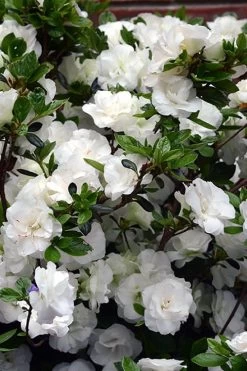Snowball Bloom 'N Again Azalea - 6 Pack Of 1 Gallon Pots