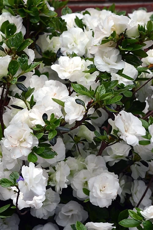 Snowball Bloom 'N Again Azalea - 6 Pack Of 1 Gallon Pots 1 Snowball Bloom 'N Again Azalea - 6 Pack Of 1 Gallon Pots