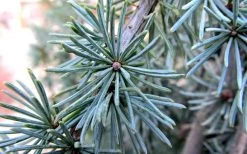 Horstmann Dwarf Blue Atlas Cedar - 1 Gallon Pot -Shrub Plant Shop Blue Atlas Cedar Needles Foliage leaves 1