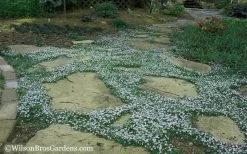 Blue Star Creeper (Laurentia Fluviatilis) - 5 Pack Of Pint Pots -Shrub Plant Shop Blue Star Creeper 20