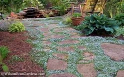 Blue Star Creeper (Laurentia Fluviatilis) - 5 Pack Of Pint Pots -Shrub Plant Shop Blue Star Creeper 21