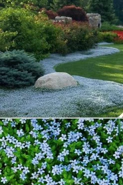 Blue Star Creeper (Laurentia Fluviatilis) - 5 Pack Of Pint Pots -Shrub Plant Shop Blue Star Creeper 24