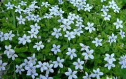 Blue Star Creeper (Laurentia Fluviatilis) - 5 Pack Of Pint Pots -Shrub Plant Shop Blue Star Creeper Laurentia 1