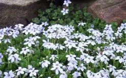 Blue Star Creeper (Laurentia Fluviatilis) - 5 Pack Of Pint Pots -Shrub Plant Shop Blue Star Creeper Laurentia Isotoma