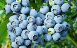 Alice Blue Rabbiteye Blueberry - 1 Gallon Pot -Shrub Plant Shop Blueberry Alice Blue