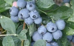 Becky Blue Rabbiteye Blueberry - 2.5 Quart Pot -Shrub Plant Shop Blueberry Becky Blue