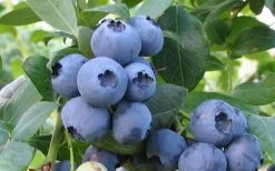 Bless Your Heart Rabbiteye Blueberry - 1 Gallon Pot 7 Bless Your Heart Rabbiteye Blueberry - 1 Gallon Pot -Shrub Plant Shop Blueberry Bless Your Heart
