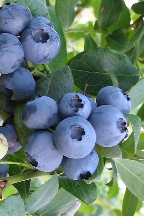 Bless Your Heart Rabbiteye Blueberry - 1 Gallon Pot 1 Bless Your Heart Rabbiteye Blueberry - 1 Gallon Pot