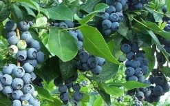 Premier Rabbiteye Blueberry - 3 Gallon Pot 7 Premier Rabbiteye Blueberry - 3 Gallon Pot -Shrub Plant Shop Blueberry Bush Premier