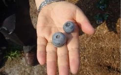 Titan Blueberry - 3 Gallon Pot -Shrub Plant Shop Blueberry Titan 1