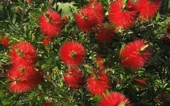 Scarlet Compacta Bottlebrush - Callistemon - 3 Gallon Pot -Shrub Plant Shop Bottlebrush Scarlet Compacta 2
