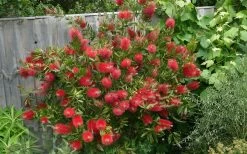 Scarlet Compacta Bottlebrush - Callistemon - 3 Gallon Pot -Shrub Plant Shop Bottlebrush Scarlet Compacta