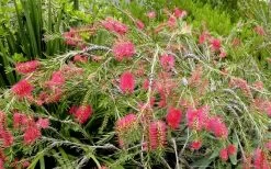 Semmes Cold Hardy Red Bottlebrush - Callistemon - 3 Gallon Pot -Shrub Plant Shop Bottlebrush Woodlanders Hardy Red 17