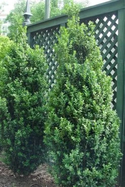 Dee Runk Columnar Boxwood - 6 Pack Of 1 Gallon Pots -Shrub Plant Shop Boxwood Dee Runk 2 500x750 1