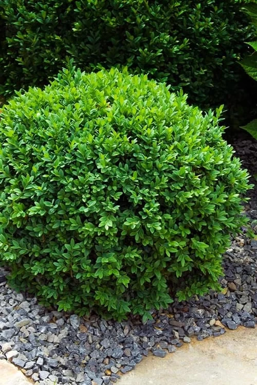 Dwarf English Boxwood - 6 Pack Of 1 Gallon Pots 1 Dwarf English Boxwood - 6 Pack Of 1 Gallon Pots
